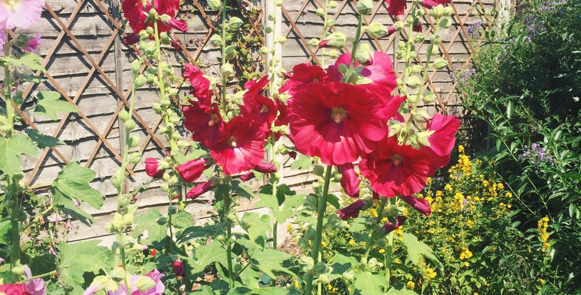 holly-hocks-ruby-newby-30-day-writing-challenge